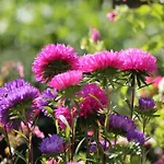 Gemuetliche Ferienunterkuenfte Mit Garten In Feriehus