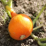 Gemuetliche Ferienunterkuenfte Mit Garten In *