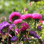 Feriehus Gemuetliche Ferienunterkuenfte Mit Garten In
