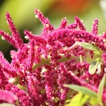 Gemuetliche Ferienunterkuenfte Mit Garten In * Zweedorf