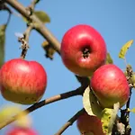 Feriehus Gemuetliche Ferienunterkuenfte Mit Garten In Zweedorf