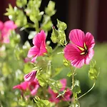 Feriehus Gemuetliche Ferienunterkuenfte Mit Garten In