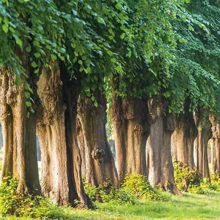 Gemuetliche Ferienunterkuenfte Mit Garten In Nyaraló Zweedorf