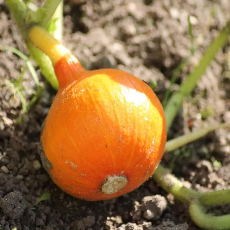 Gemuetliche Ferienunterkuenfte Mit Garten In בית נופש *