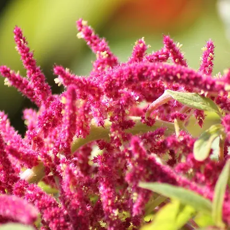 Tatil Evi Gemuetliche Ferienunterkuenfte Mit Garten In *