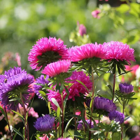 Gemuetliche Ferienunterkuenfte Mit Garten In Tatil Evi