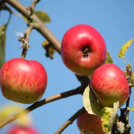 בית נופש Gemuetliche Ferienunterkuenfte Mit Garten In Zweedorf