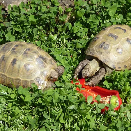 Gemuetliche Ferienunterkuenfte Mit Garten In Nyaraló Zweedorf