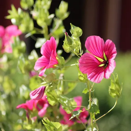 בית נופש Gemuetliche Ferienunterkuenfte Mit Garten In