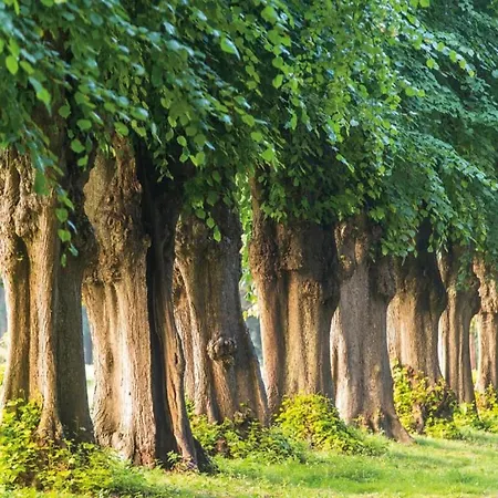 Gemuetliche Ferienunterkuenfte Mit Garten In Zweedorf