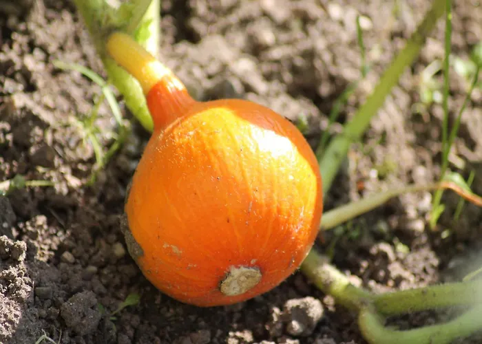 Gemuetliche Ferienunterkuenfte Mit Garten In *