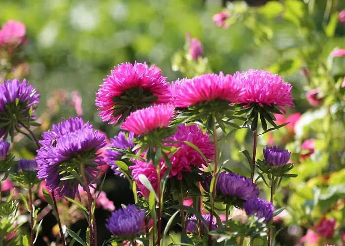 Vakantiehuis Gemuetliche Ferienunterkuenfte Mit Garten In