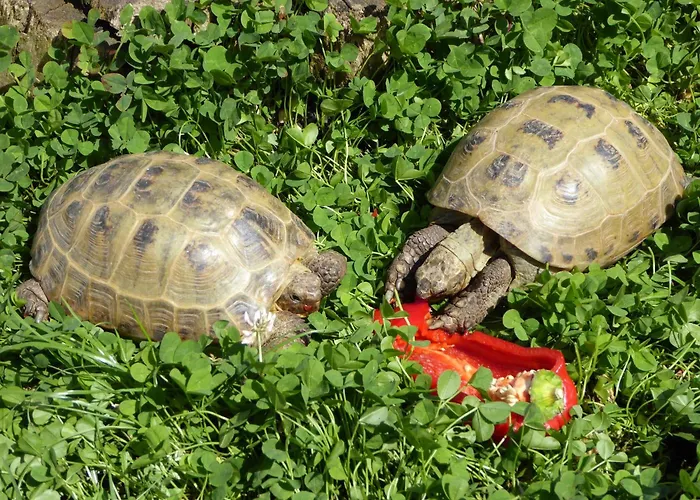 Gemuetliche Ferienunterkuenfte Mit Garten In Vakantiehuis Zweedorf