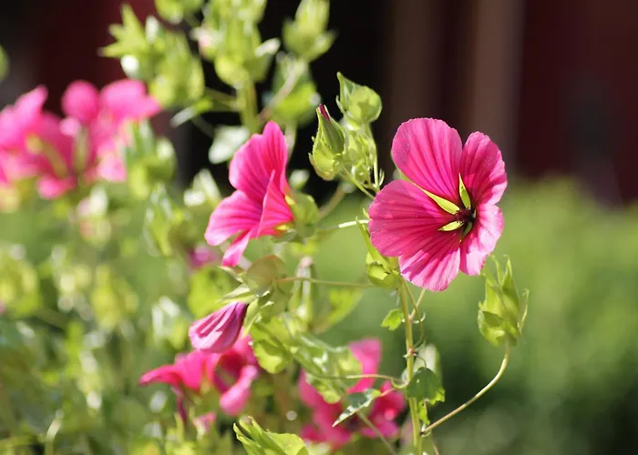 Vakantiehuis Gemuetliche Ferienunterkuenfte Mit Garten In